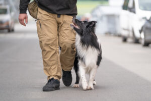Spürhundearbeit, Spürhund