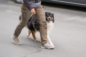 Spürhund, Gehorsam, Australian Shepperd
