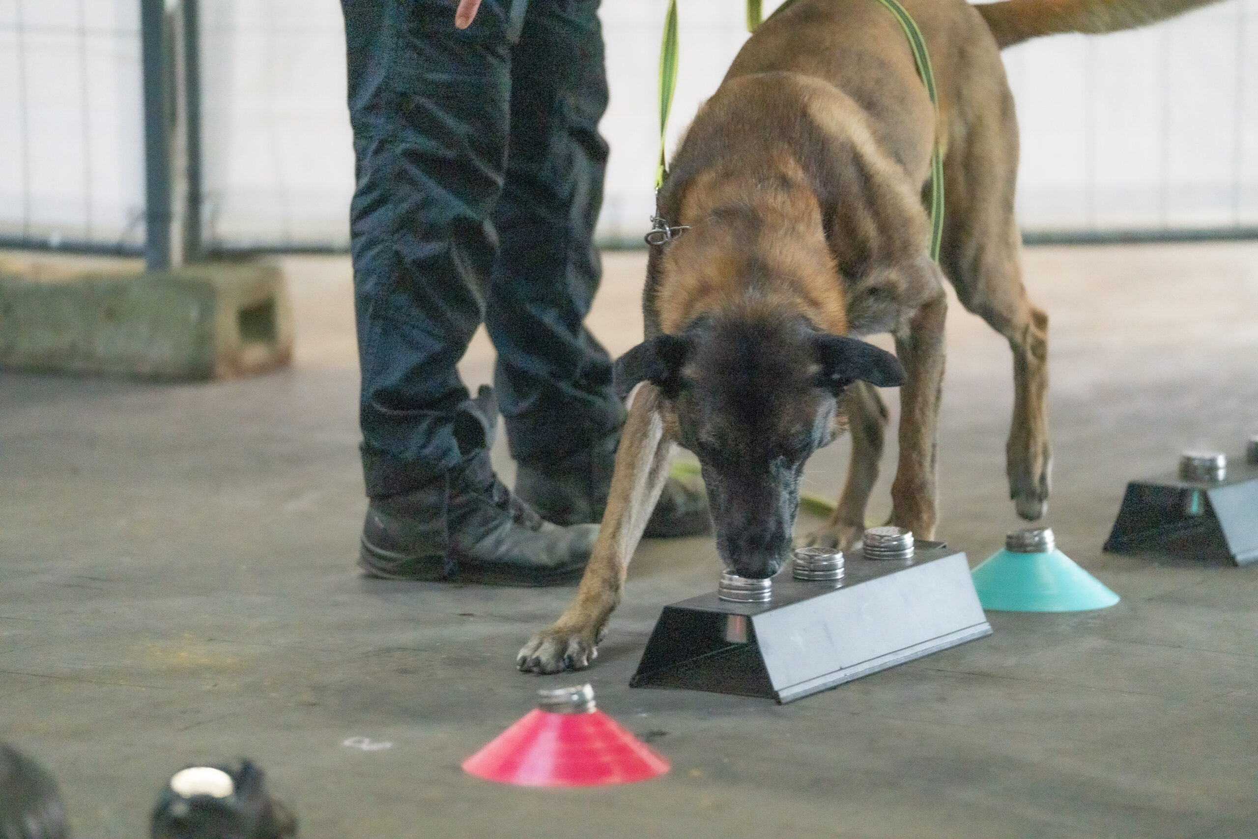 Spürhund, Diensthund, Erwin, Lineup, Line-up