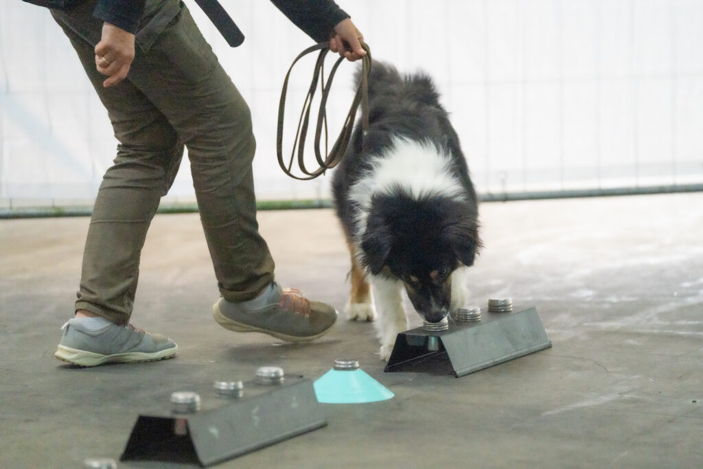 Spürhund, Lineup, Line-up