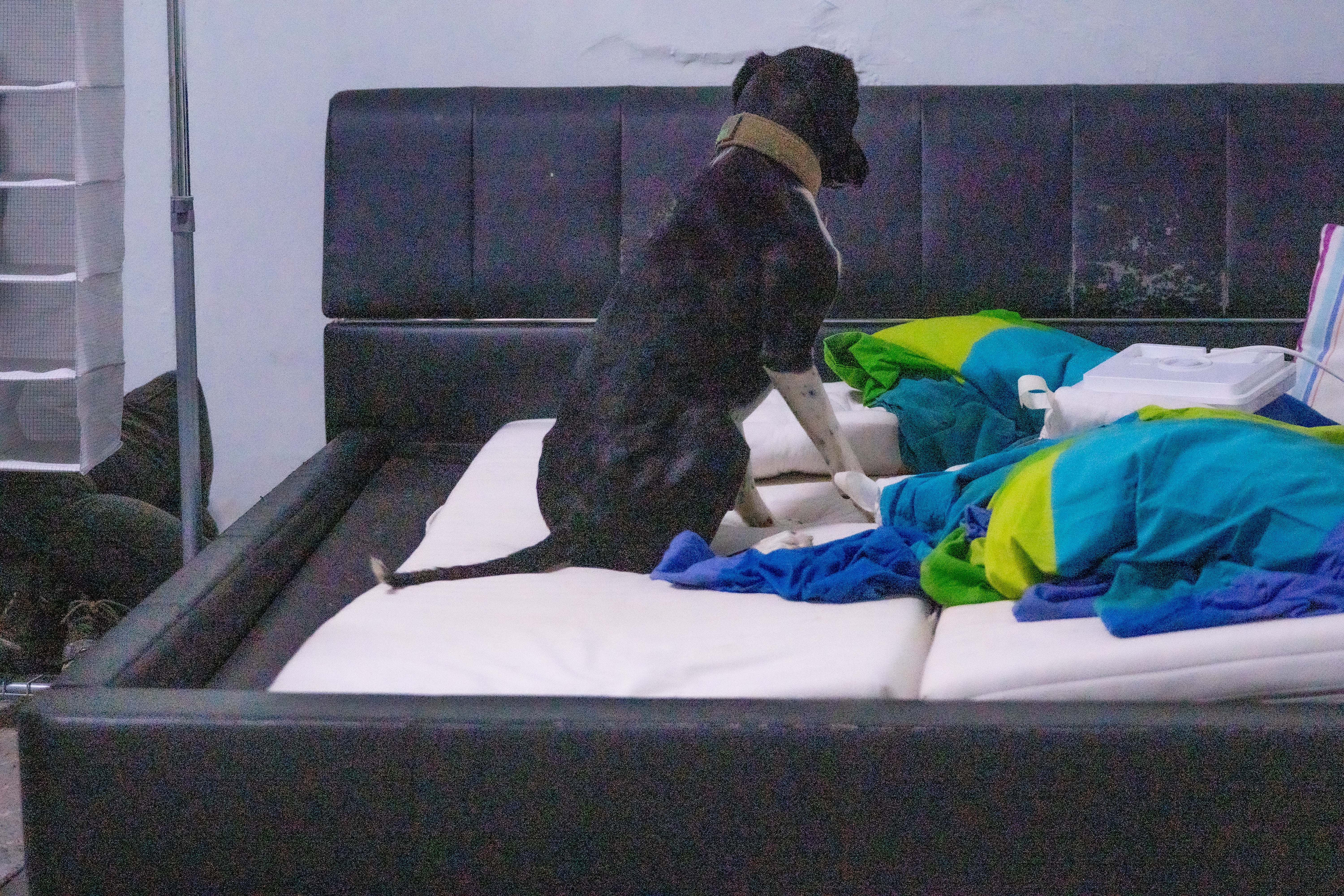 Bettwanzenspürhund, Spürhund, Bettwanzen