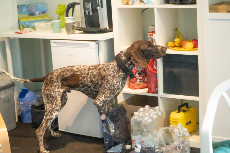 Spürhund Bettwanzen Bargeld