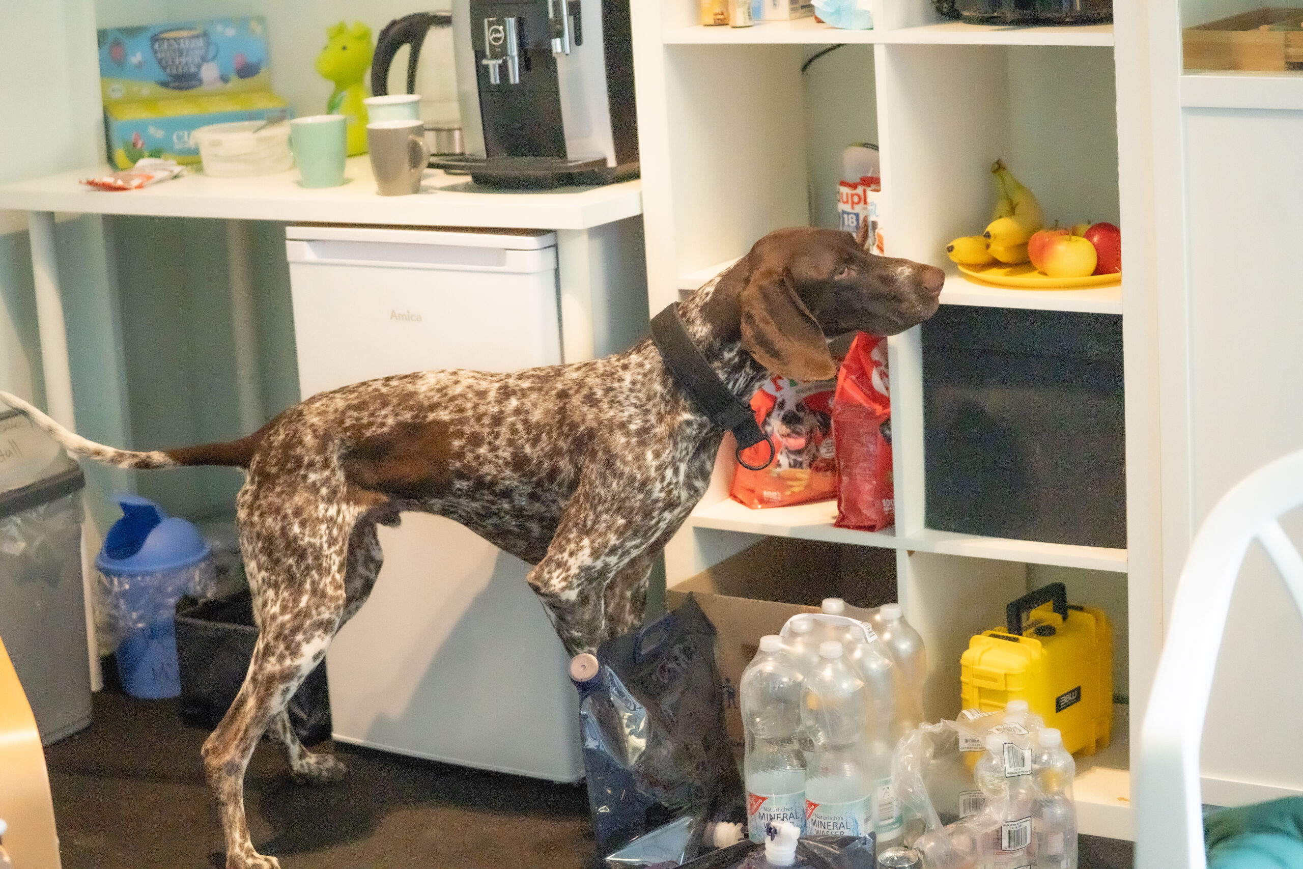 Spürhund Bettwanzen Bargeld