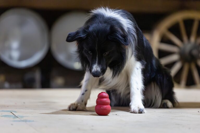 Spürhund, Anzeigenaufbau, Kong, Chill