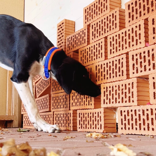 Spürhund Ziegelwand
