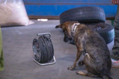 Spürhund Schäferhund